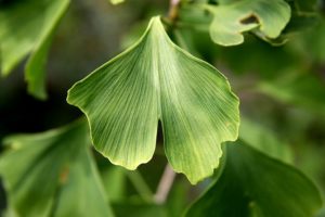 ginkgo-leaf