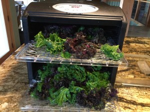 kale for chips going into dehydrator