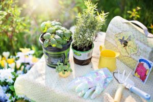 herbs to plant pic