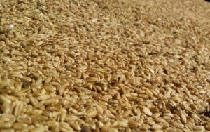 millet grain