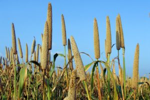 millet stalks