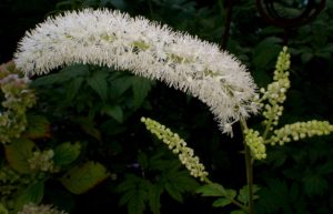 black-cohosh