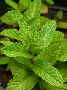 lemon-balm