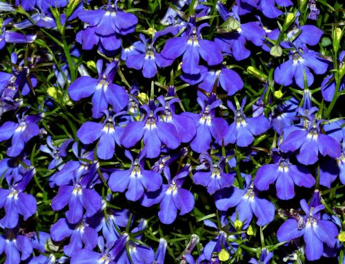Lobelia, A Useful Herb for Lung Congestion, Asthma, Anxiety and More